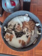 Kittens geboren 9-7, Dieren en Toebehoren, Katten en Kittens | Overige Katten, Meerdere dieren