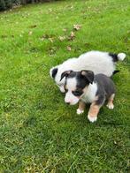 Hele lieve Corgi X jack russel pups te koop, 8 tot 15 weken, Meerdere, Meerdere dieren, Klein