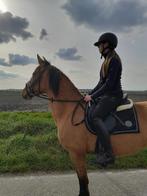 Lieve PRE merrie te koop, Merrie, Recreatiepaard