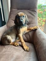 Rhodesian ridgeback pups, Rabiës (hondsdolheid), 8 tot 15 weken, Meerdere, Meerdere dieren