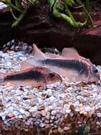 4x corydoras bronze, Dieren en Toebehoren, Vis