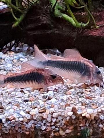 4x corydoras bronze  beschikbaar voor biedingen
