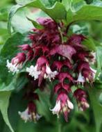 Leycesteria (grootmoeders oorbel) paarsrood-wit heester, Ophalen of Verzenden, Zomer, Overige soorten, Halfschaduw