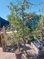 Elstar appelboom, Tuin en Terras, Ophalen, 100 tot 250 cm, Appelboom, Lente
