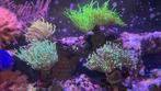 Enkele toorts koralen, Dieren en Toebehoren, Vissen | Aquariumvissen, Overige typen, Zoutwatervis