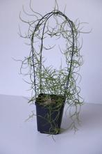 caudex bowiea volubilis, Huis en Inrichting, Kamerplanten, Ophalen of Verzenden, Halfschaduw, Minder dan 100 cm