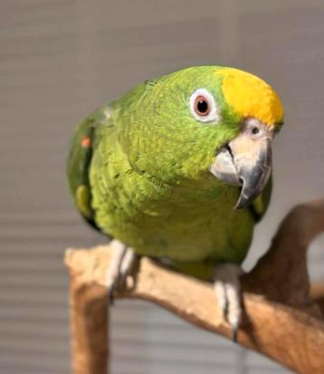 Tamme geelvoorhoofd Amazone pop beschikbaar voor biedingen