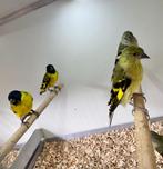 Zwartkopsijsen, Dieren en Toebehoren, Vogels | Overige Vogels, Meerdere dieren