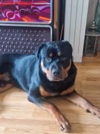 Ter dekking mooie rotweiler, Dieren en Toebehoren, Honden | Dekreuen, Rabiës (hondsdolheid), Reu, 1 tot 2 jaar, Eén hond