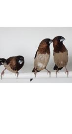 Japanse meeuwtjes, Dieren en Toebehoren, Vogels | Overige Vogels, Meerdere dieren, Tropenvogel