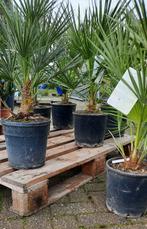 Chamerops humelis palmboom winterhard., In pot, Volle zon, Ophalen, Palmboom