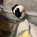 Mooie cavia, Dieren en Toebehoren, Cavia, Vrouwelijk