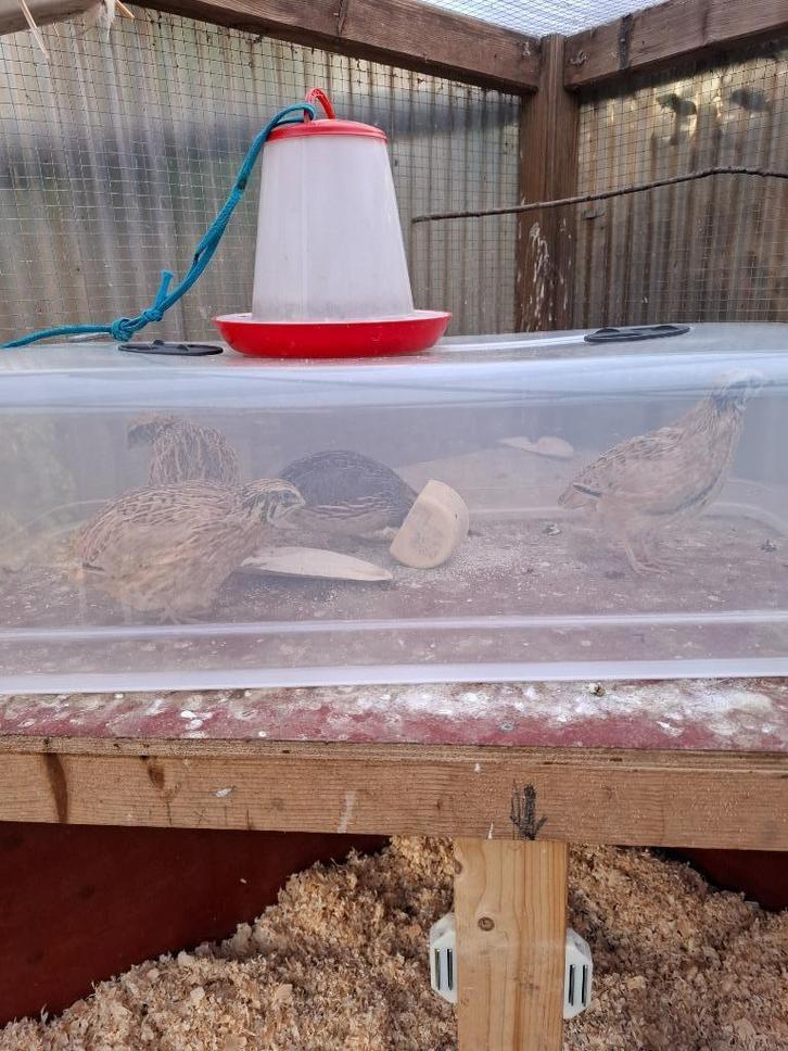 Japanse kwartels, Dieren en Toebehoren, Pluimvee, Overige soorten, Meerdere dieren