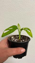 Monstera Adansonii European Mint, Huis en Inrichting, Kamerplanten, Ophalen of Verzenden, Halfschaduw, Minder dan 100 cm