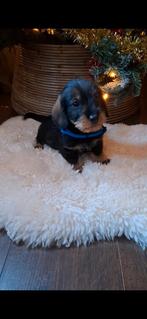 Ruwharige dwergteckel puppy's, Reu, 8 tot 15 weken, Dwerg, Meerdere