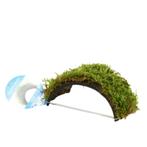 Javamos op kokosnoot armband | Aquarium mos | Aquarium plant, Nieuw, Plant(en), Steen of Hout, Ophalen of Verzenden