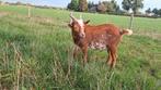 RUILEN camel kleur, Dieren en Toebehoren, Schapen, Geiten en Varkens, Mannelijk, Geit, 0 tot 2 jaar
