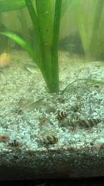 Helena slakken, Dieren en Toebehoren, Vissen | Aquaria en Toebehoren, Ophalen of Verzenden, Gevuld zoetwateraquarium