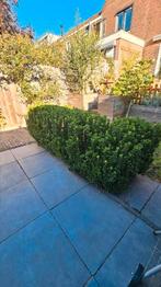 Buxus, Tuin en Terras, Planten | Bomen, Ophalen, Bloeit niet, Overige soorten, 100 tot 250 cm
