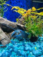 Blauwe kreeft te koop met aquarium, Dieren en Toebehoren, Vissen | Aquariumvissen, Kreeft, Krab of Garnaal, Zoetwatervis