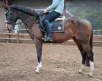 Superbraaf 7 jr familie-manege-sport paard 1,63 mtr, Dieren en Toebehoren, Paarden, Merrie, B, Gechipt, 7 tot 10 jaar