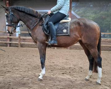 Superbraaf 7 jr familie-manege-sport paard 1,63 mtr beschikbaar voor biedingen