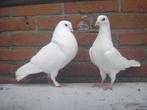 Witte .. Sierduiven '', Dieren en Toebehoren, Vogels | Duiven, Meerdere dieren, Overige soorten