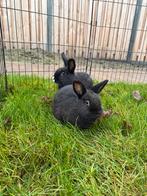 Twee vrouwtjes konijnen, Dieren en Toebehoren, Konijnen, Vrouwelijk, Middelgroot