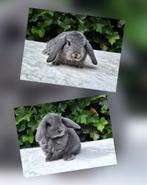 Prachtige raszuivere NHD baby konijntjes, Dieren en Toebehoren, Konijnen, Meerdere dieren, Dwerg, Hangoor