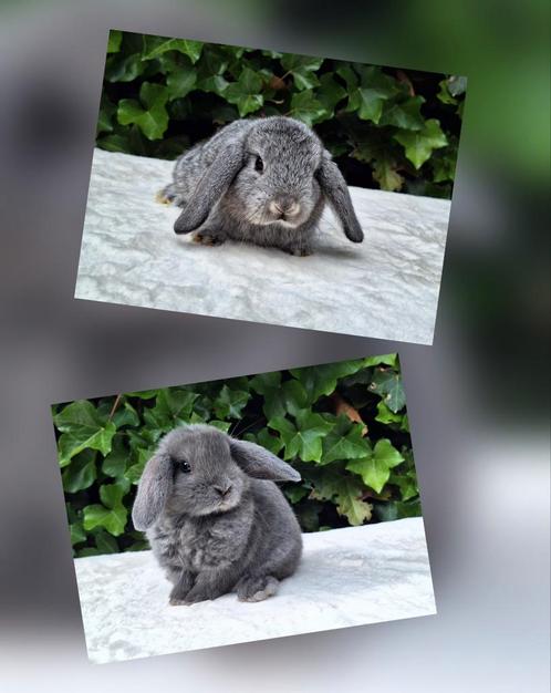 Prachtige raszuivere NHD baby konijntjes, Dieren en Toebehoren, Konijnen, Dwerg, Meerdere dieren, Hangoor