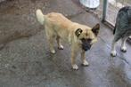 Knuffel Azorica ter adoptie!, Dieren en Toebehoren, Honden | Niet-rashonden, Particulier, Rabiës (hondsdolheid), Buitenland, Teef