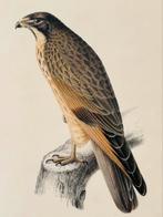 Antieke gravure Sprinkhaanbuizerd - 1850 - G. Severeyns, Ophalen of Verzenden