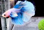 Betta Halfmoon Dombo Grizzle, Vis