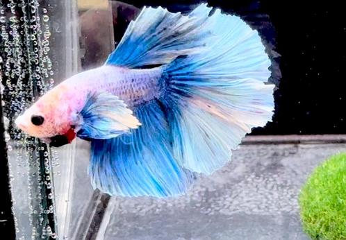 Betta Halfmoon Dombo Grizzle, Dieren en Toebehoren, Vissen | Aquariumvissen, Vis