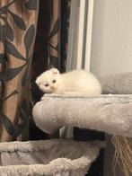 britse korthaar scottish fold, Poes