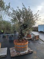 Mooie dikke en grillige olijfboom in half wijnvat te koop, Tuin en Terras, Planten | Bomen, Ophalen of Verzenden, Volle zon, Olijfboom
