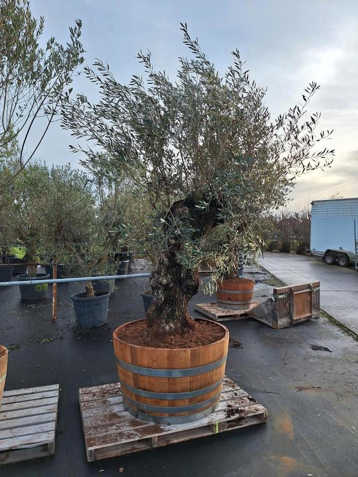 Mooie dikke en grillige olijfboom in half wijnvat te koop, Tuin en Terras, Planten | Bomen, Olijfboom, Volle zon, Ophalen of Verzenden