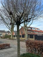 Esdoorn (4x), Ophalen, Bloeit niet, Halfschaduw, Overige soorten