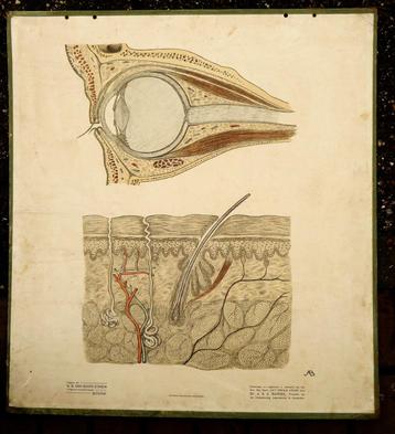 Oude anatomie schoolplaat van oog en huid 100 jaren oud beschikbaar voor biedingen