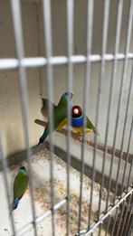 Goulds, Dieren en Toebehoren, Vogels | Overige Vogels, Meerdere dieren