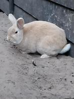 Lief mannetje van 2 jaar., Dieren en Toebehoren, Mannelijk