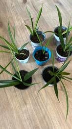 Sanseveria (vrouwentong) fernwood kamerplant stekjes, Huis en Inrichting, Ophalen, Overige soorten, Minder dan 100 cm