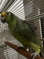 Amazone papegaai, Dieren en Toebehoren, Geslacht onbekend, Papegaai, Pratend