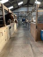 Stalling, paddock, weidegang aangeboden in Oterleek, Dieren en Toebehoren, Stalling en Weidegang, Stalling