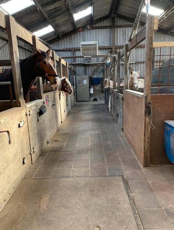 Stalling, paddock, weidegang aangeboden in Oterleek, Dieren en Toebehoren, Stalling en Weidegang, Stalling