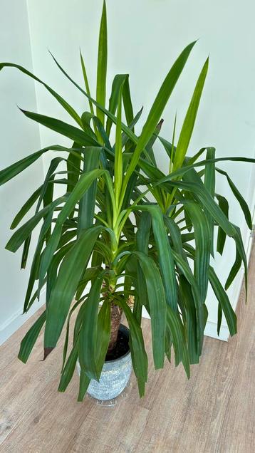 Mooie yucca in aardewerken sierpot beschikbaar voor biedingen