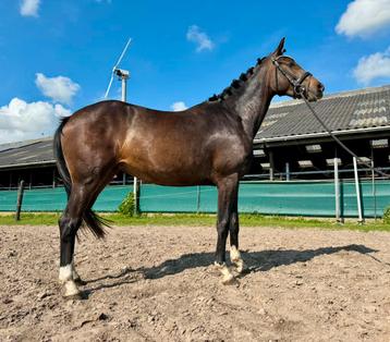 3 en 8 jarige E (sport) pony 1.56, welsh en shetlander beschikbaar voor biedingen