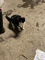 Kitten katten poes kater zwart wit, Dieren en Toebehoren, Geslacht onbekend, Kortharig, 0 tot 2 jaar