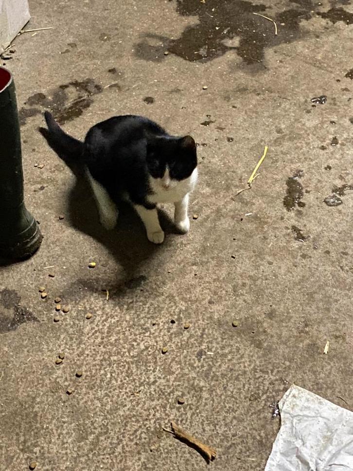 Kitten katten poes kater zwart wit, Dieren en Toebehoren, Katten en Kittens | Overige Katten, Kortharig, Geslacht onbekend, 0 tot 2 jaar