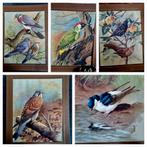 BASIL EDE VINTAGE VOGEL PRENTEN VERZAMELING, Ophalen of Verzenden, 1960 tot 1980, Zo goed als nieuw, Dier